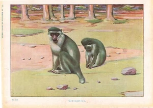 Stampa antica CERCOPITECO Coppia di SCIMMIE 1941 Antique print - Picture 1 of 1
