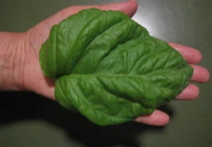 BASILICO GIGANTE - GIANT BASIL, 50 SEMI + OMAGGIO - Picture 1 of 3