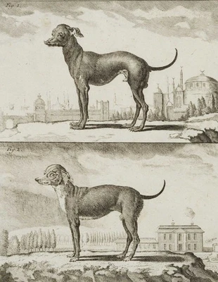 F. ROLFFSEN (1719-1802), Ein türkischer Hund, Kupferstich Realismus Tiere - Bild 1 von 4