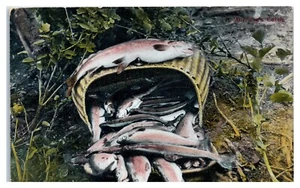 Morning Catch Vintage Trout Fish and Catch in Basket Postcard - Picture 1 of 2