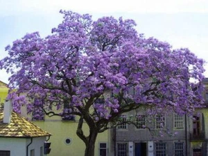 PAULOWNIA TOMENTOSA (1000+ SEMILLAS) - SEMILLAS FRESCAS - Imagen 1 de 1