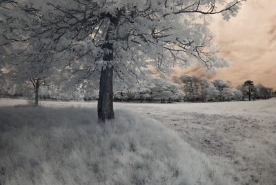 Nikon D40x Infrared converted 720nm IR Camera Body only Standard Infrared IR. - Image 1 of 4