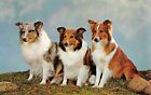 Shetland Sheep Dogs Sheltie Portrait postcard