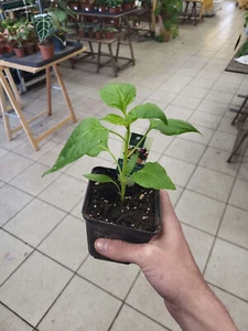 Chillipflanze / Pepperoni Almando (mittelscharf) - Bild 1 von 3