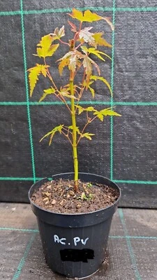AZ.AGR.PURGATORIO Acero giapponese palmato selvatico per innesti