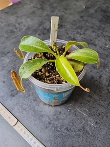 Nepenthes (Boschiana X Adrianii) X (Veitchii X Lowii) - Eigene Kreuzung - A - Bild 1 von 3