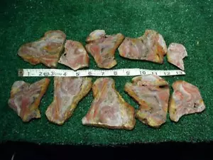 Large PETRIFIED WOOD LOT 2 Lbs Pounds - Picture 1 of 3