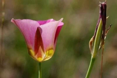 Calochortus nuttallii (pink form) | Nuttall's Mariposa | Sego Lily | 10 Seeds - Image 1 of 4
