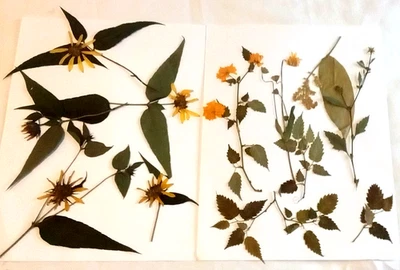 多种黄色压花野玫瑰雏菊工艺品 — 第 1/3 张图片