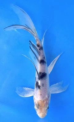 "Pez Koi vivo mariposa Shiro Bekko de 5-7"" #192 ¡Guau este es un aturdidor! Foto 1 de 2