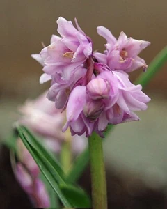 Hyacinthoides Non-scripta Mill Houes Blue 9cm Pot!! Double Bluebell - Picture 1 of 4