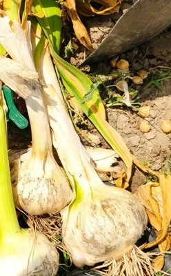 TESTE DI AGLIONE DA SEME PER LA SEMINA  SEMI DI AGLIONE 10 SPICCHI - Immagine 1 di 2