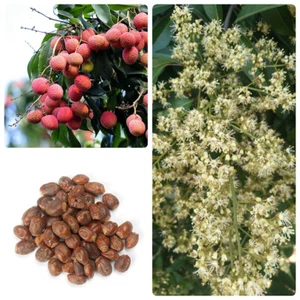 50 Sweet Lychee SEEDS Litchi Tropical Fruit Tree Plant RARE seeds - Picture 1 of 5