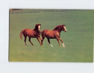 Cartolina Cavalli Amici Rampanti - Foto 1 di 2