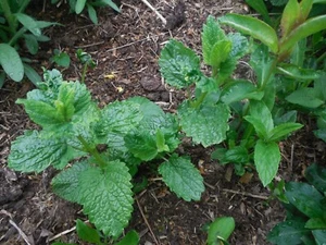 Pflanze/Blume/Staude Minze grün. - Bild 1 von 1