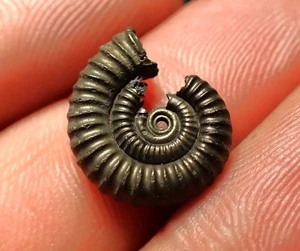 Pyrite ammonite fossil Crucilobiceras (15mm) Charmouth Jurassic Coast Fossils UK - Picture 1 of 4