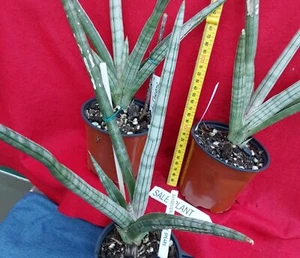 SANSEVIERIA Frosty Spears- Snake Plant - Unique Plant - Modern Touch - Picture 1 of 6
