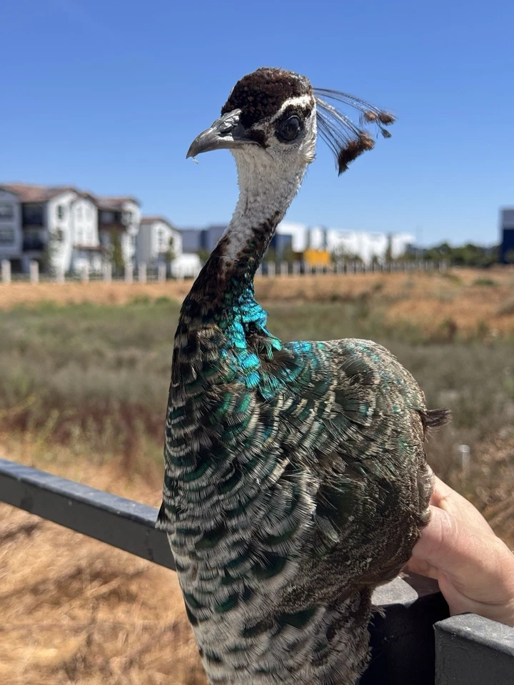 Taxidermia de hombro PAVO REAL FEMENINO calidad museo montaje en pared Foto 1 de 4