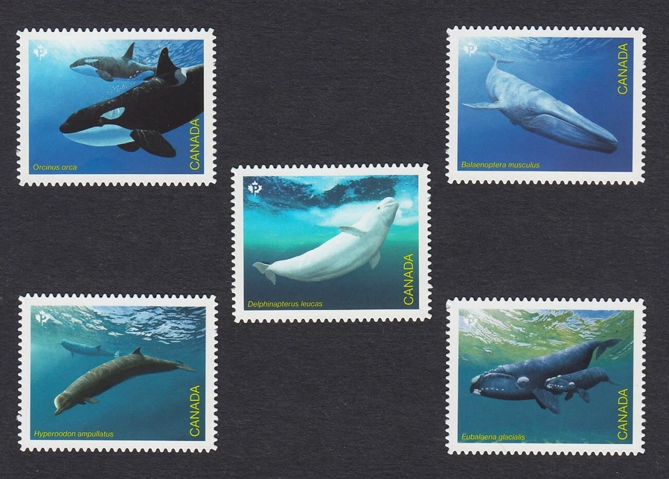DIE CUT set of 5 s = ORCA, BELUGA, BLUE, BOTTLENOSE RIGHT WHALES Canada 2022 MNH - Image 1 of 1