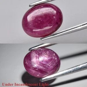 ๐ 2.46ct Oval Cabochon Purplish Red 6 Ray Star Ruby - Heated Glass Filling, Gem - Picture 1 of 12