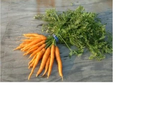 Carrot, Little Finger Fresh Hand-Packaged Seeds NON GMO - Picture 1 of 3