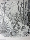 Antique Print of Mexican Plants, circa 1869