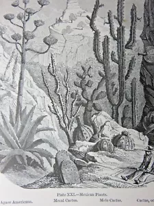 Antiker Druck mexikanischer Pflanzen, um 1869 - Bild 1 von 5