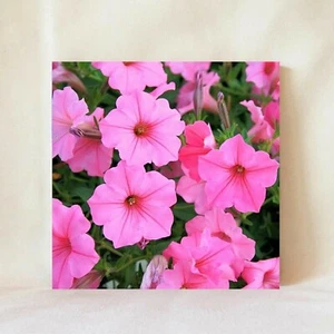 Dekorative Fliese 4" x 4" Untersetzer Rosa Petunie Blüte Hängende Petunie Rosa Blume - Bild 1 von 10