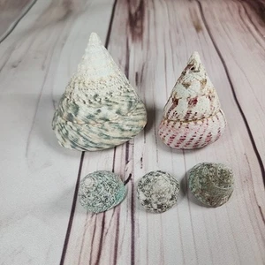 2 Tectus Pyramis grün & pfirsich/rosa Muscheln Strand Ozean Schönheiten plus 3 kleine - Bild 1 von 14