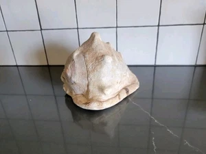 Vintage Fossilized Conch Seashell 6" Long by 4" Wide Coastal Beach Nautical  - Bild 1 von 15