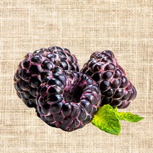 2 Tahi Black Raspberry Plugs -BUY 4 GET 1 Free-Non GMO-Free Shipping - Picture 1 of 5