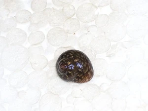 CLANCULUS JUSSIEUI VAR. NEBULOSA WOOOOOOW - Imagen 1 de 2