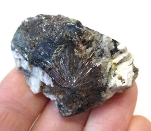 +++ Astrophyllit xx -- Eweslogchorr, Chibiny, Kola, Russland +++ - Picture 1 of 4