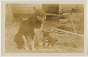 "Considerando la fuente" Alaska trineo perro y cachorro RPPC - Imagen 1 de 2