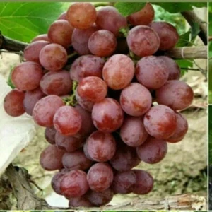 Grape Seeds Vitis Vinifera Delicious Fresh Fruit Organic Seeds - U.K Seller - Picture 1 of 10