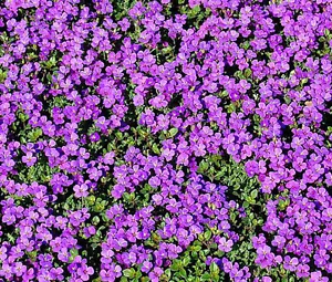 ROCK CRESS PÚRPURA Aubrieta Deltoidea - 2.400 semillas a granel - Imagen 1 de 1