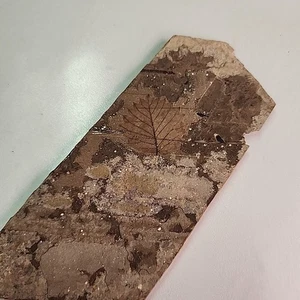 Hojas fósiles petrificadas, fósil canadiense LEER - Imagen 1 de 6
