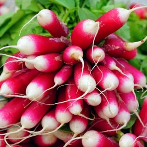 1/4 Lb French Breakfast Radish Seeds - Everwilde Farms Mylar Seed Packet - Picture 1 of 2