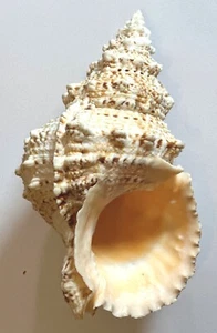 BURSA BUBO 214.10mm SUPER CHOICE SPECIMEN off Dar es Salaam, Tanzania - Picture 1 of 2
