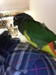 Bird Fashion Yellow Green Orange Mix Flight Suit For outside cage Small - Picture 1 of 3