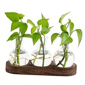 Desktop Plant Propagation Station Glass Planter Terrarium with Medium Brown - Picture 1 of 8