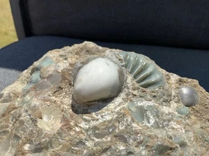 Rare Polished Fossil Shell, White Calcite, Jurassic, Scunthorpe, England - Picture 1 of 6