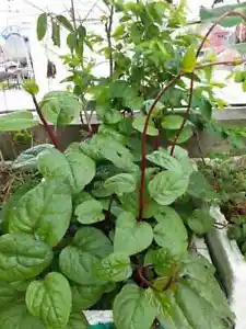 100+ red (rubra) malabar spinach seeds/ mồng tơi đỏ/ for 2024 season - Picture 1 of 2