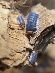 Cubaris Pak Chong Isopods 10+ Count LAG - Picture 1 of 2