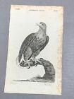 Antique 1776 Cinereous Eagle Woodblock Print British Zoology ~ Thomas Pennant