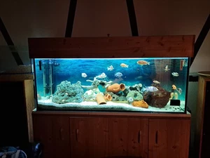 aquarium komplett gebraucht 450 Liter Barschbecken Süßwasser "OHNE" Unterschrank - Bild 1 von 8