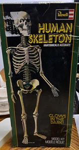 Human Skeleton Model By Revell Glow In Dark 15'' - Picture 1 of 14