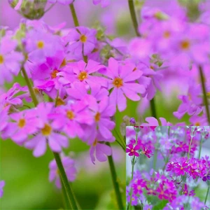 PRIMULA MALACOIDES LOUISE (LAVENDER) 175 Seeds Grow FLOWERS Beautiful GARDEN - Picture 1 of 2