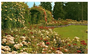 UVPC Vintage Sammlerstück Vancouver Kanada Postkarte Rose Garden Park 60er Jahre - Bild 1 von 2