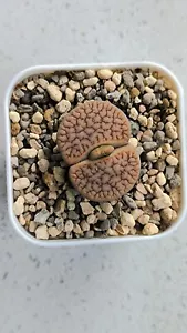 Lithops gracilidelineata "Nauchas" C309A× - Picture 1 of 2